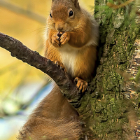 Buy canvas prints of  Red Squirrel by Alan Simpson