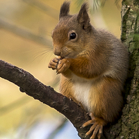 Buy canvas prints of  Scottish Red Squirrel by Alan Simpson