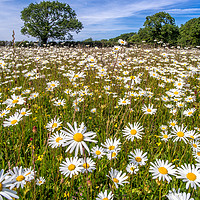 Buy canvas prints of Daisy Field by Alan Simpson