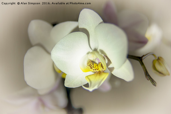 White Orchid Picture Board by Alan Simpson