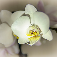 Buy canvas prints of White Orchid by Alan Simpson