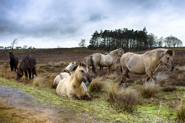 Dartmoor Ponies Picture Board by Alan Simpson