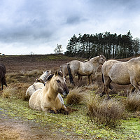 Buy canvas prints of Dartmoor Ponies by Alan Simpson