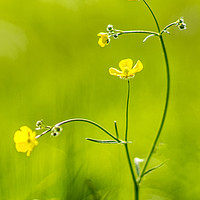 Buy canvas prints of Wild Flowers by Alan Simpson