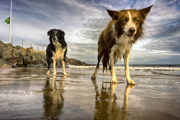The Collies Picture Board by Alan Simpson