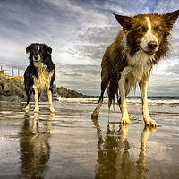 Buy canvas prints of The Collies by Alan Simpson