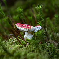 Buy canvas prints of Fungi   by Alan Simpson