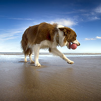 Buy canvas prints of Caley on the Beach by Alan Simpson