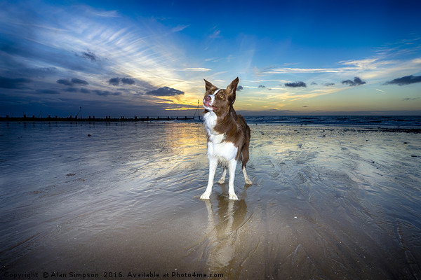 On the Beach at Sunset Picture Board by Alan Simpson