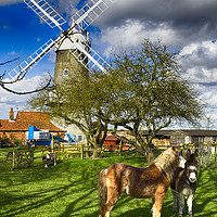 Buy canvas prints of Great Bircham Windmill by Alan Simpson