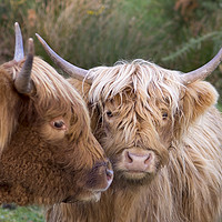 Buy canvas prints of Highland Cows by Alan Simpson