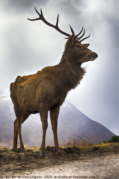 Glen Etive Stag Picture Board by Alan Simpson