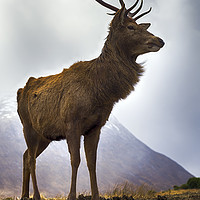 Buy canvas prints of Glen Etive Stag by Alan Simpson
