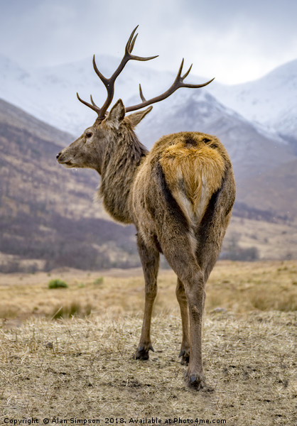 Highland Stag Picture Board by Alan Simpson