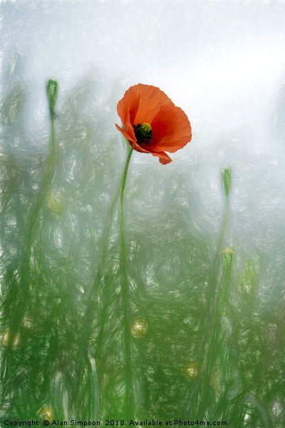 Lone Poppy Picture Board by Alan Simpson