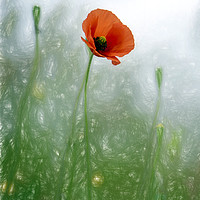 Buy canvas prints of Lone Poppy by Alan Simpson