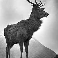 Buy canvas prints of Highland Stag by Alan Simpson