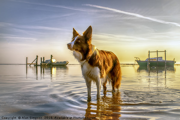 Border Collie Sunrise Picture Board by Alan Simpson