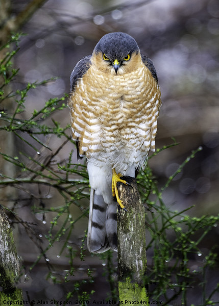 Sparrowhawk Picture Board by Alan Simpson