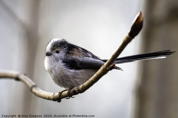 Long Tailed Tit Picture Board by Alan Simpson