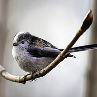Buy canvas prints of Long Tailed Tit by Alan Simpson