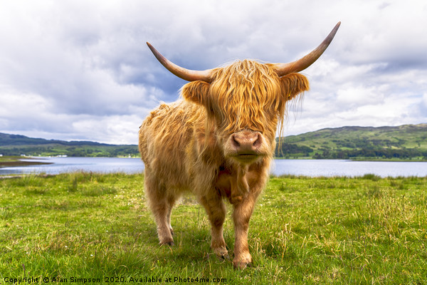 Scottish Cow Picture Board by Alan Simpson