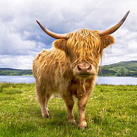 Buy canvas prints of Scottish Cow by Alan Simpson
