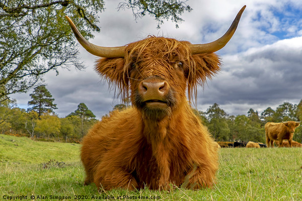 Heilan Coo Picture Board by Alan Simpson