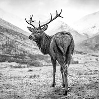 Buy canvas prints of Scottish Deer by Alan Simpson