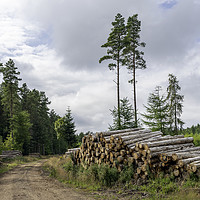 Buy canvas prints of Logging in the Woods by Alan Simpson