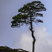 Buy canvas prints of A Lone Tree by Alan Simpson