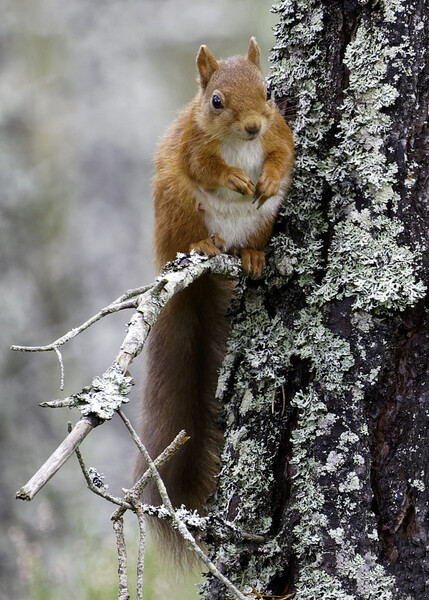 Cairngorm Red Squirrel Picture Board by Alan Simpson