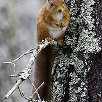 Buy canvas prints of Cairngorm Red Squirrel by Alan Simpson