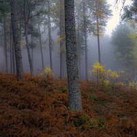 Buy canvas prints of Balblair Forest by Alan Simpson