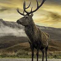 Buy canvas prints of Wild Deer by Alan Simpson