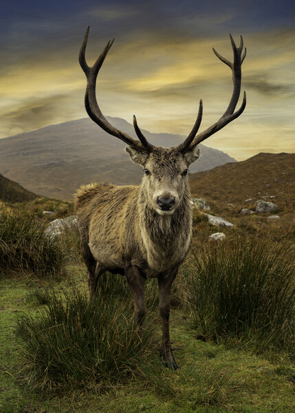 Scottish Deer Picture Board by Alan Simpson