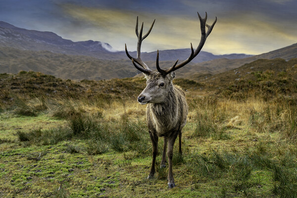 Deer Picture Board by Alan Simpson