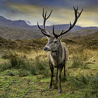 Buy canvas prints of Deer by Alan Simpson