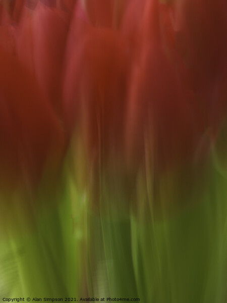 Abstract Tulips Picture Board by Alan Simpson