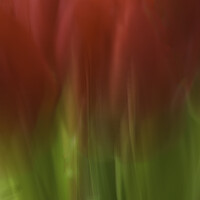 Buy canvas prints of Abstract Tulips by Alan Simpson