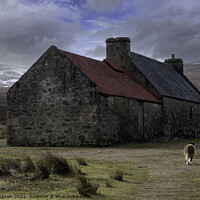 Buy canvas prints of Old croft and Border Collie by Alan Simpson