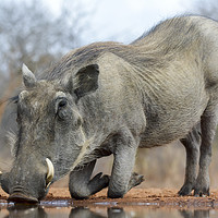 Buy canvas prints of Warthog Drinking Water on Bended Knees by Lawrence Bredenkamp