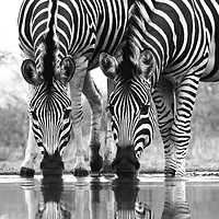 Buy canvas prints of Wild Zebra Drinking at Waterhole  by Lawrence Bredenkamp