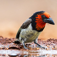 Buy canvas prints of Close-Up of a Black Collared Barbet  by Lawrence Bredenkamp