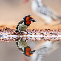 Buy canvas prints of Black Collared Barbet with reflection and ever pre by Lawrence Bredenkamp