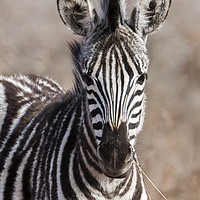 Buy canvas prints of Zebra Foal by Lawrence Bredenkamp