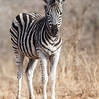 Buy canvas prints of Zebra Foal at full alert by Lawrence Bredenkamp