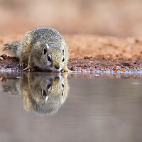 Buy canvas prints of Alert squirrel drinking by Lawrence Bredenkamp
