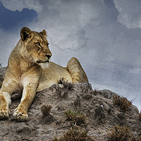 Buy canvas prints of Lioness on Anthill by Lawrence Bredenkamp