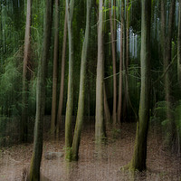 Buy canvas prints of Ghostly trees by Lawrence Bredenkamp